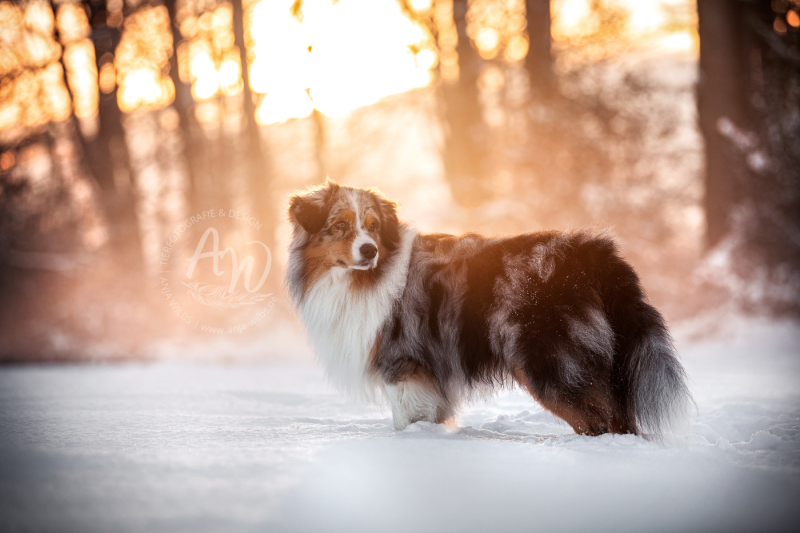 ANJA-WILBS_Tierfotografie_Schneebild_4