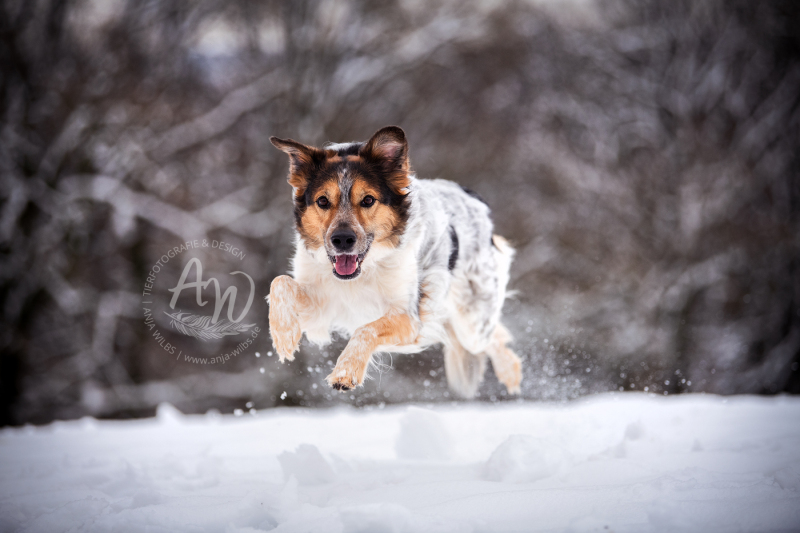 ANJA-WILBS_Tierfotografie_Schneebild_40
