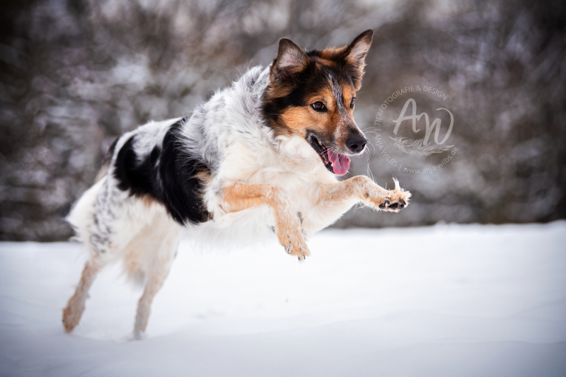 ANJA-WILBS_Tierfotografie_Schneebild_41