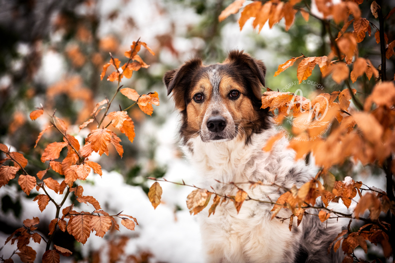 ANJA-WILBS_Tierfotografie_Schneebild_42