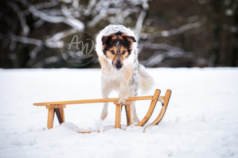 ANJA-WILBS_Tierfotografie_Schneebild_44