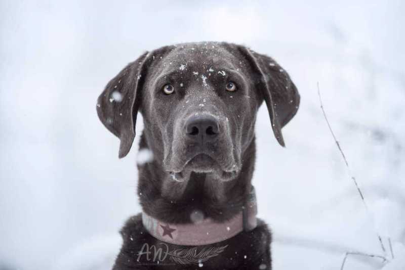 ANJA-WILBS_Tierfotografie_Schneebild_45