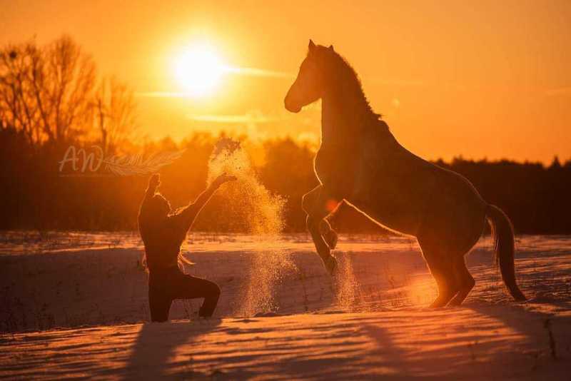 ANJA-WILBS_Tierfotografie_Schneebild_46