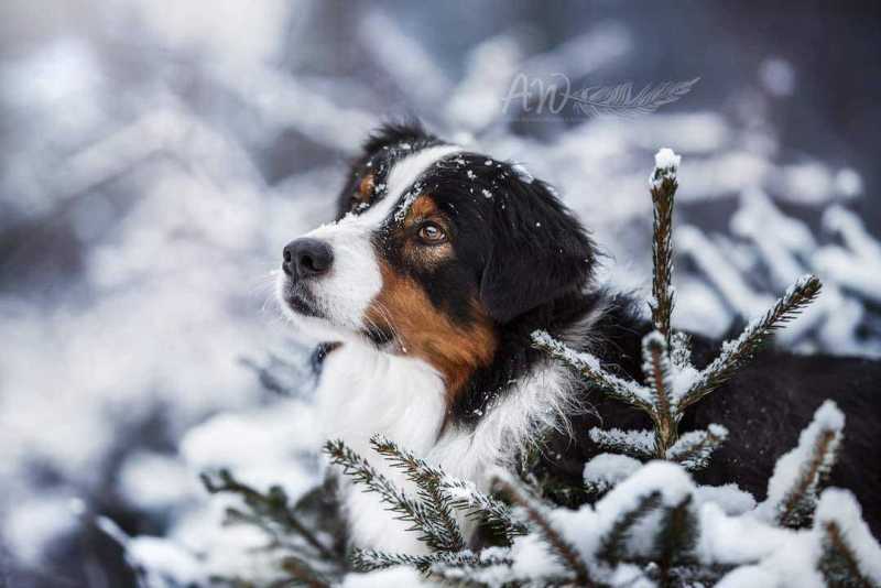 ANJA-WILBS_Tierfotografie_Schneebild_48