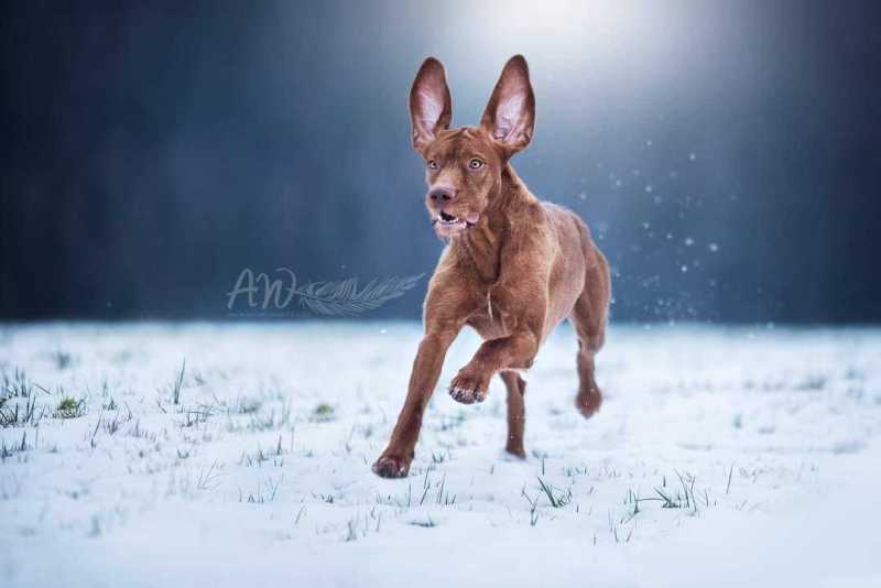 ANJA-WILBS_Tierfotografie_Schneebild_52