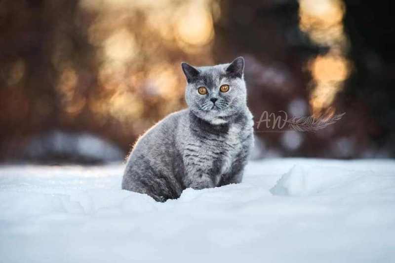 ANJA-WILBS_Tierfotografie_Schneebild_53