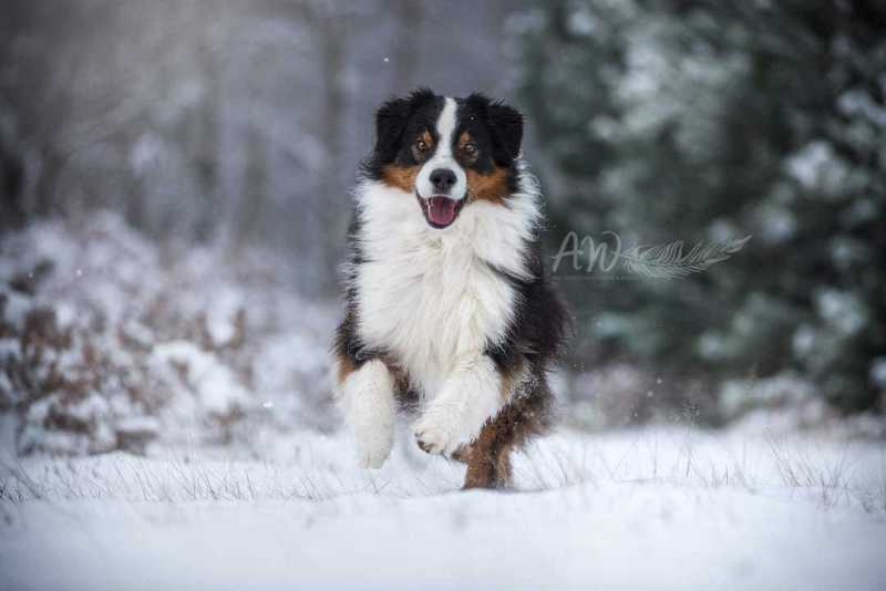 ANJA-WILBS_Tierfotografie_Schneebild_54