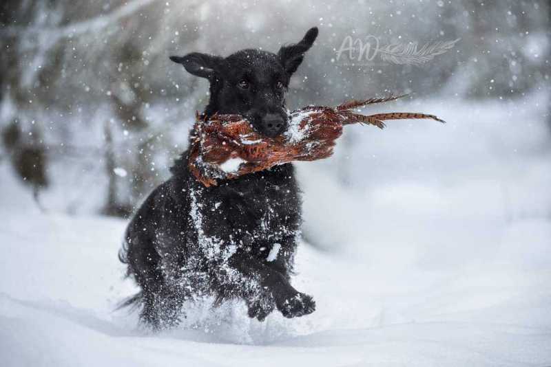 ANJA-WILBS_Tierfotografie_Schneebild_55