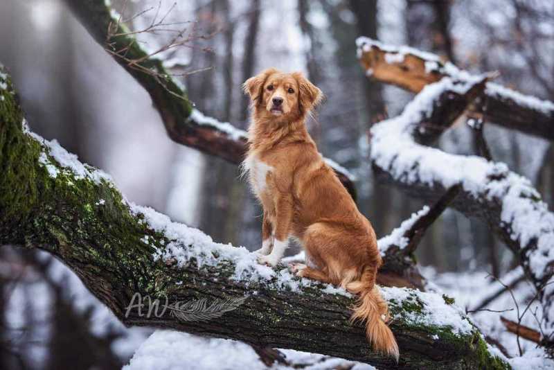 ANJA-WILBS_Tierfotografie_Schneebild_57