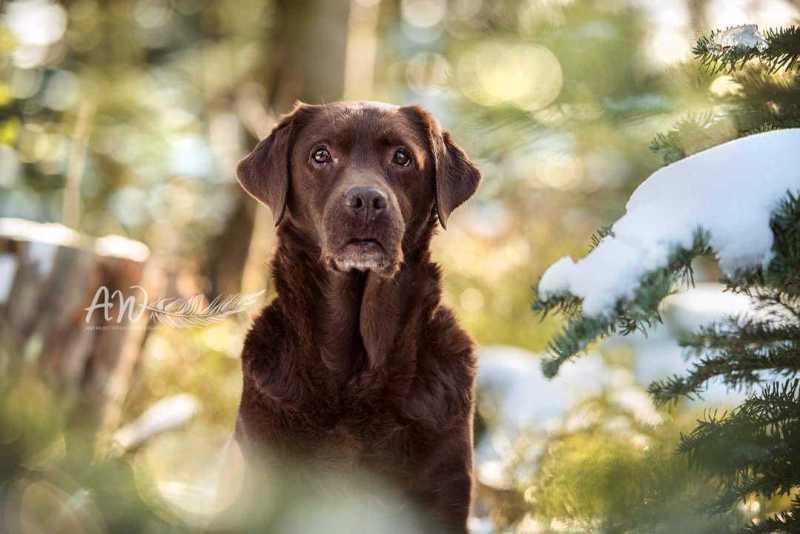 ANJA-WILBS_Tierfotografie_Schneebild_58