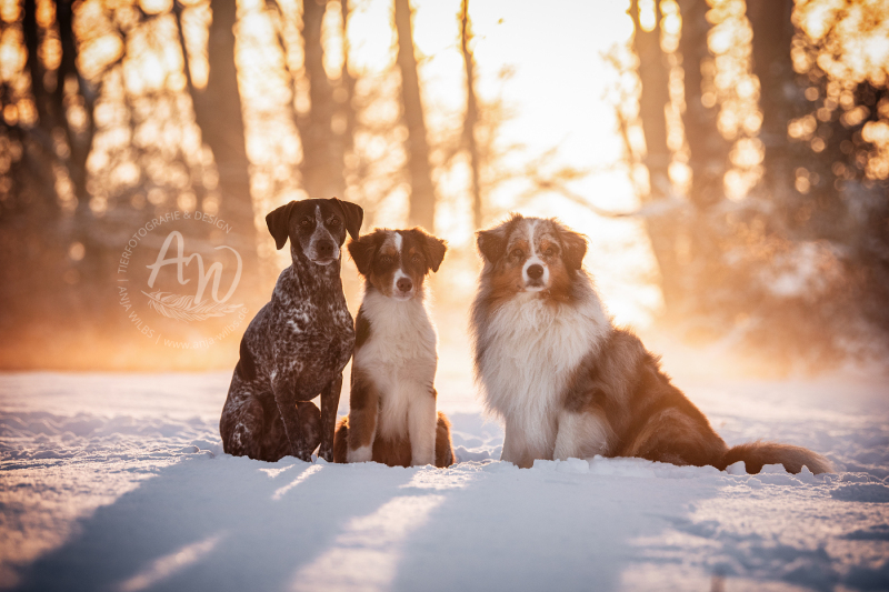 ANJA-WILBS_Tierfotografie_Schneebild_6
