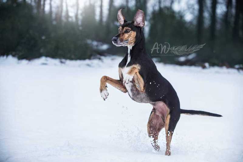 ANJA-WILBS_Tierfotografie_Schneebild_60