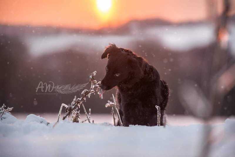 ANJA-WILBS_Tierfotografie_Schneebild_61