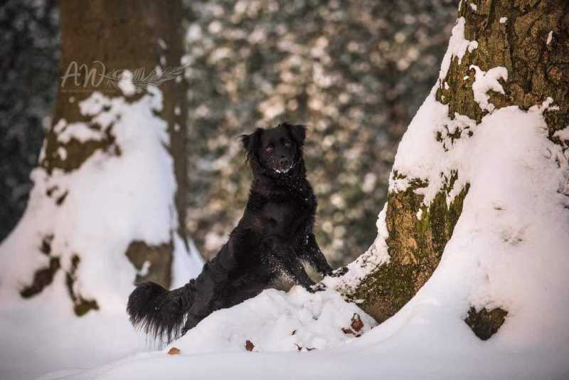 ANJA-WILBS_Tierfotografie_Schneebild_62