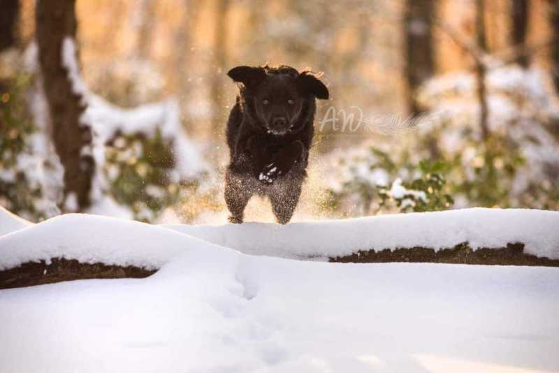 ANJA-WILBS_Tierfotografie_Schneebild_63