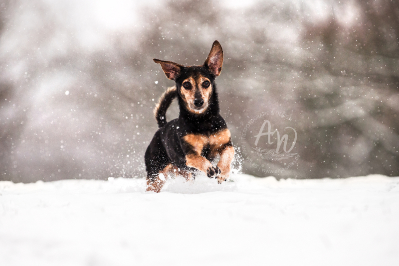 ANJA-WILBS_Tierfotografie_Schneebild_68