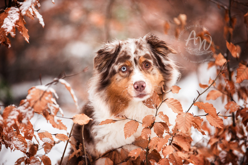 ANJA-WILBS_Tierfotografie_Schneebild_69
