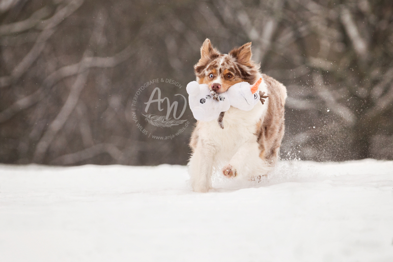 ANJA-WILBS_Tierfotografie_Schneebild_70