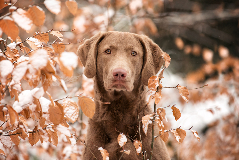 ANJA-WILBS_Tierfotografie_Schneebild_72