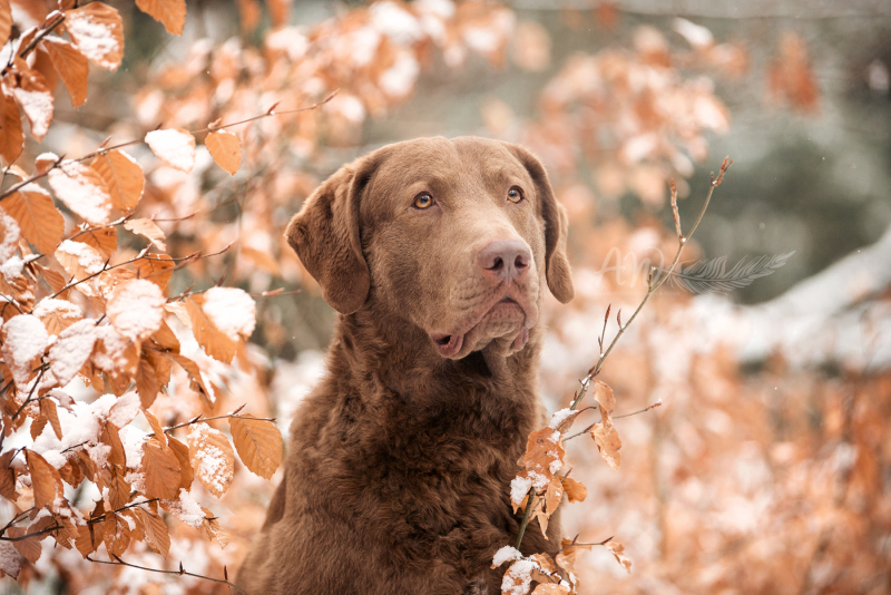ANJA-WILBS_Tierfotografie_Schneebild_73