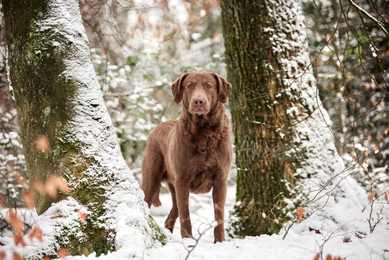 ANJA-WILBS_Tierfotografie_Schneebild_74