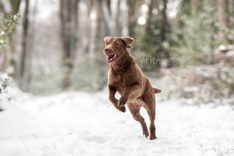 ANJA-WILBS_Tierfotografie_Schneebild_75