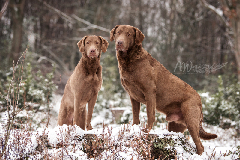 ANJA-WILBS_Tierfotografie_Schneebild_78