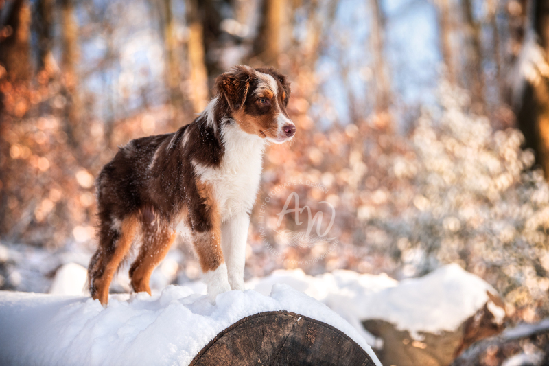 ANJA-WILBS_Tierfotografie_Schneebild_8