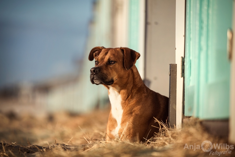 Texel-Shootings_Anja-Wilbs_10