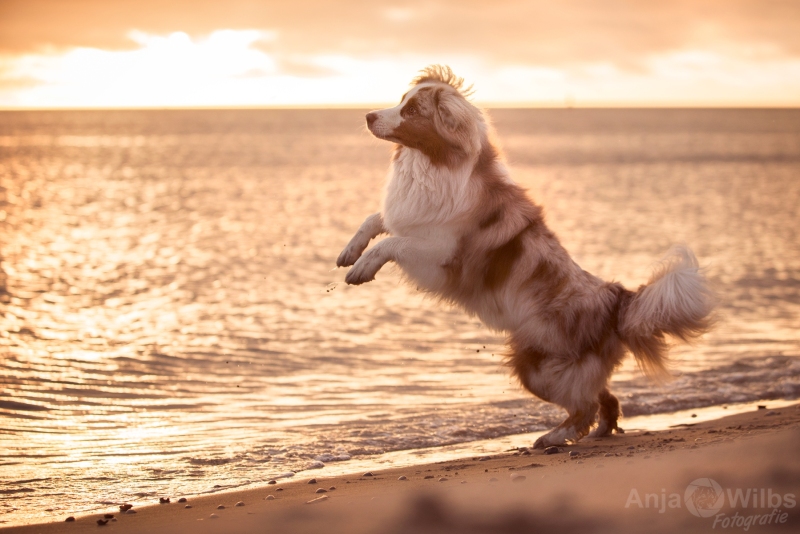 Texel-Shootings_Anja-Wilbs_100
