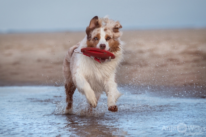Texel-Shootings_Anja-Wilbs_101