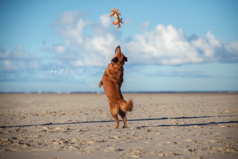 Texel-Shootings_Anja-Wilbs_102