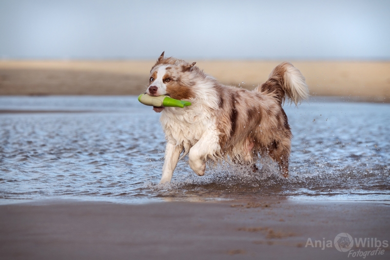 Texel-Shootings_Anja-Wilbs_104