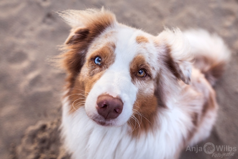 Texel-Shootings_Anja-Wilbs_107