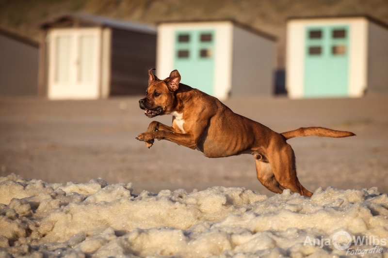 Texel-Shootings_Anja-Wilbs_11