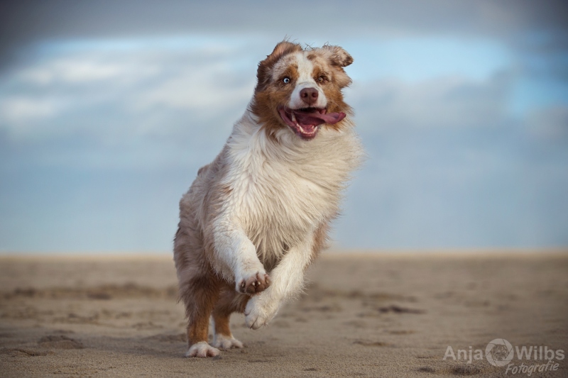 Texel-Shootings_Anja-Wilbs_110