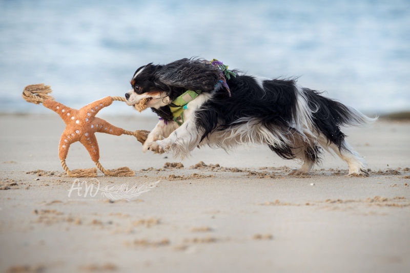 Texel-Shootings_Anja-Wilbs_118