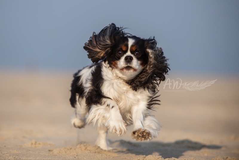 Texel-Shootings_Anja-Wilbs_122