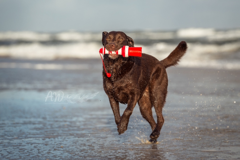 Texel-Shootings_Anja-Wilbs_126
