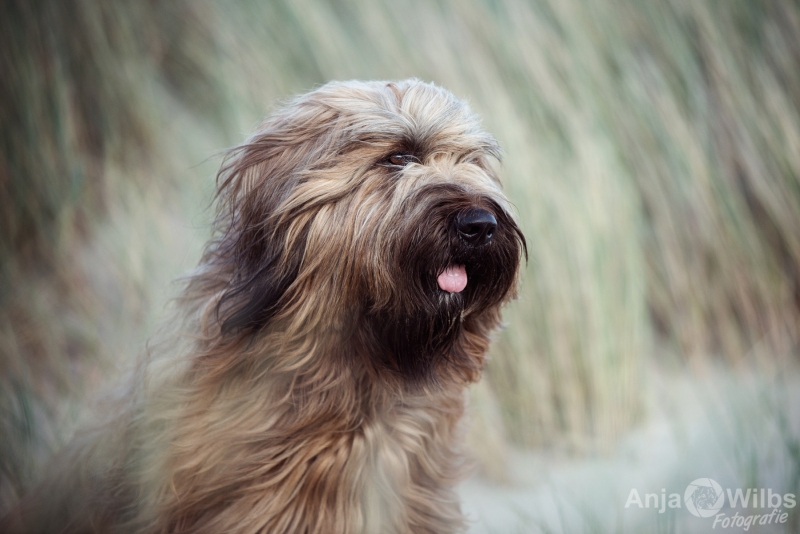 Texel-Shootings_Anja-Wilbs_13