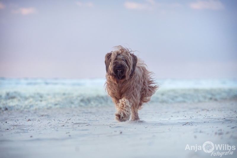 Texel-Shootings_Anja-Wilbs_16