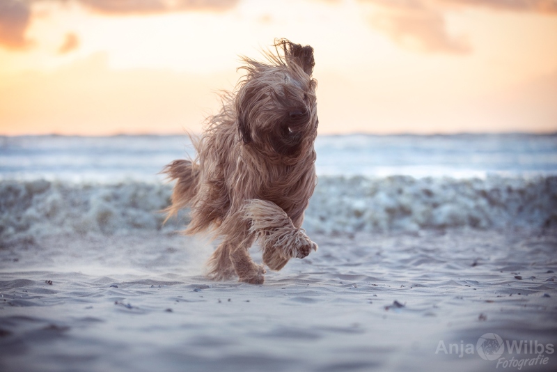 Texel-Shootings_Anja-Wilbs_17