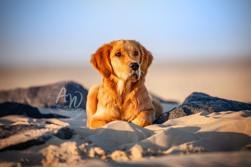 Texel-Shootings_Anja-Wilbs_2