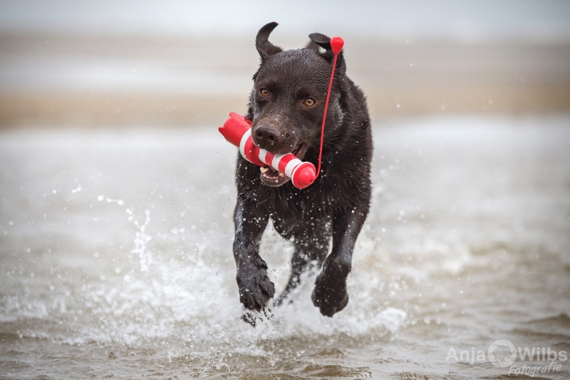Texel-Shootings_Anja-Wilbs_22