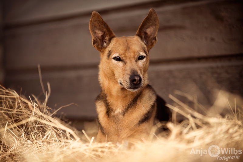Texel-Shootings_Anja-Wilbs_24