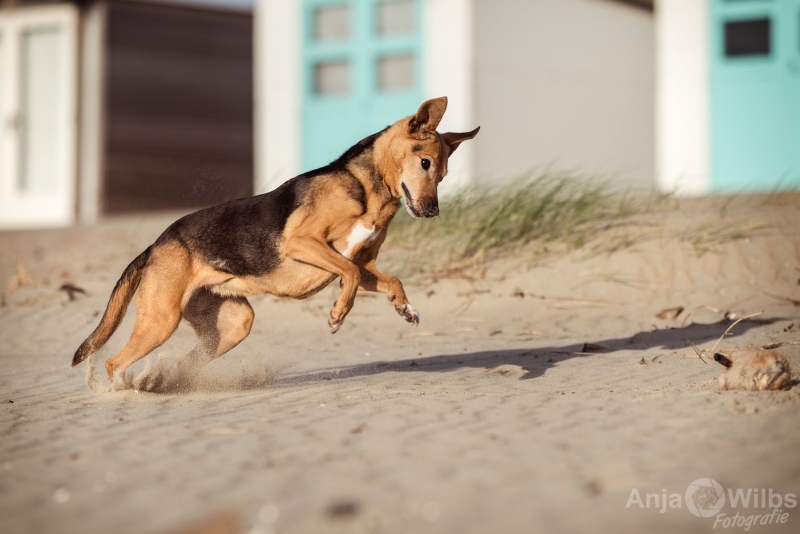 Texel-Shootings_Anja-Wilbs_25