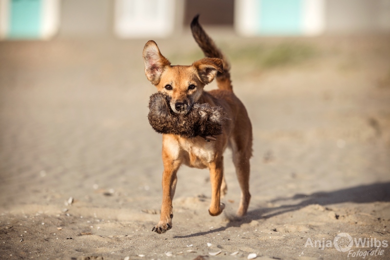 Texel-Shootings_Anja-Wilbs_26