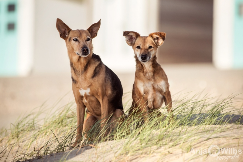 Texel-Shootings_Anja-Wilbs_27