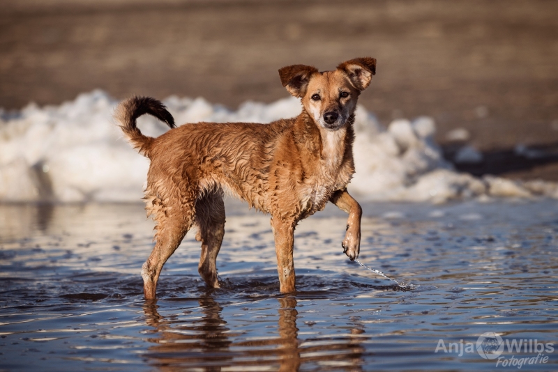 Texel-Shootings_Anja-Wilbs_28