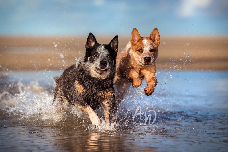 Texel-Shootings_Anja-Wilbs_29